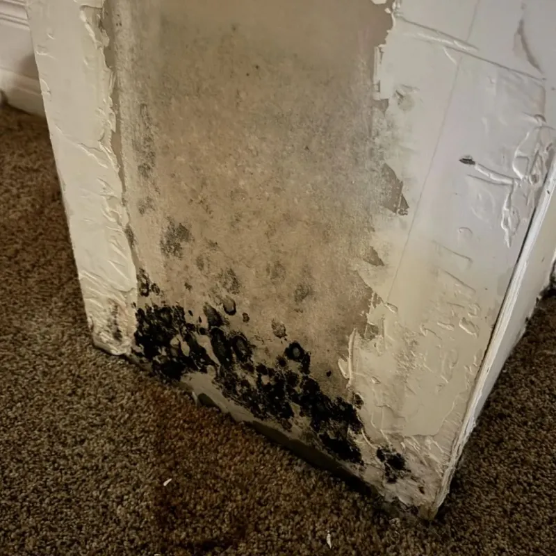 Professional Mold Removal in Perry, OH